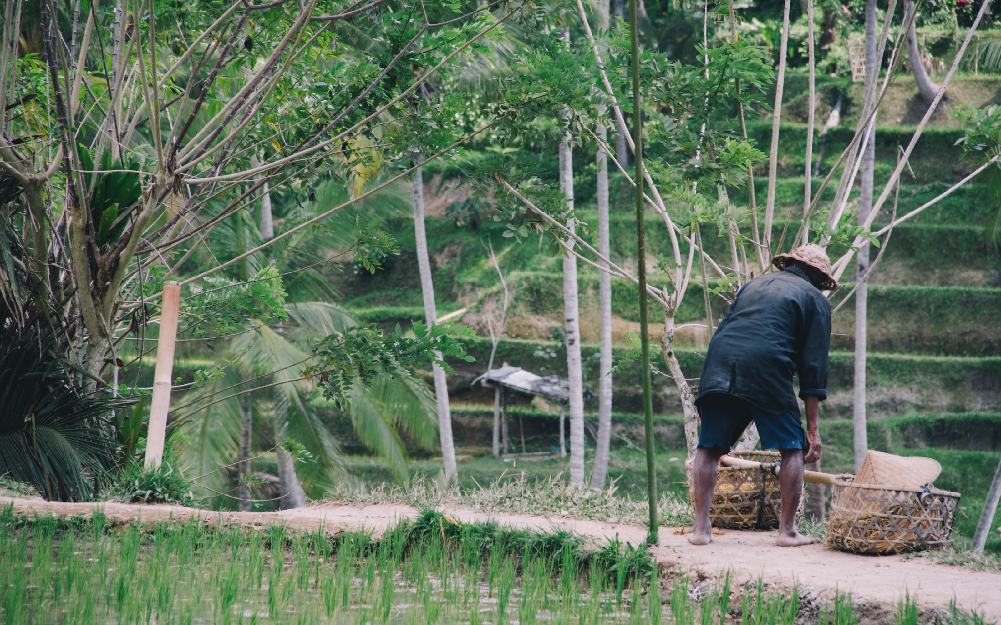 1-3-bali-ricefield-03