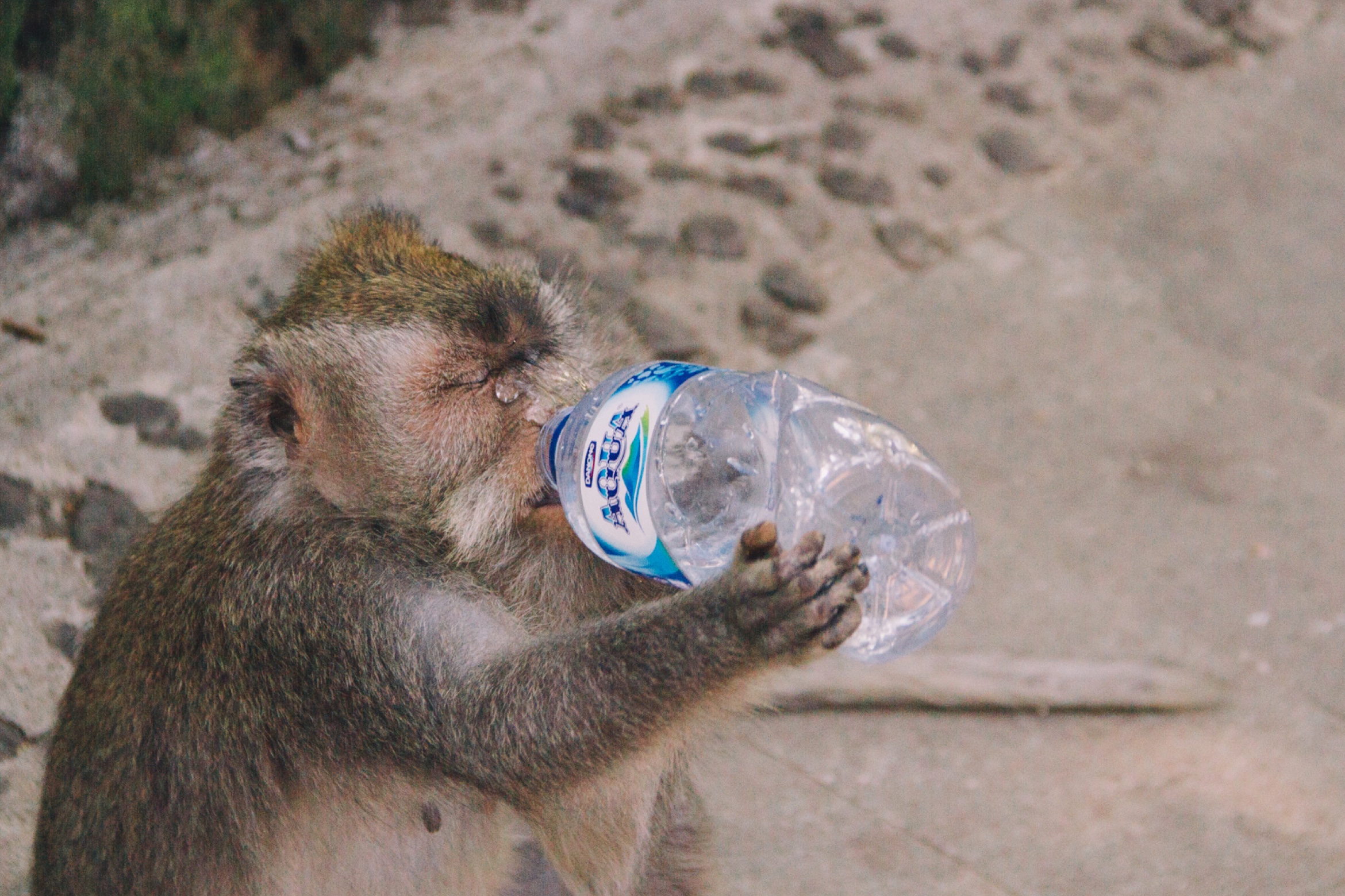 1-4-bali-monkeyforest-01