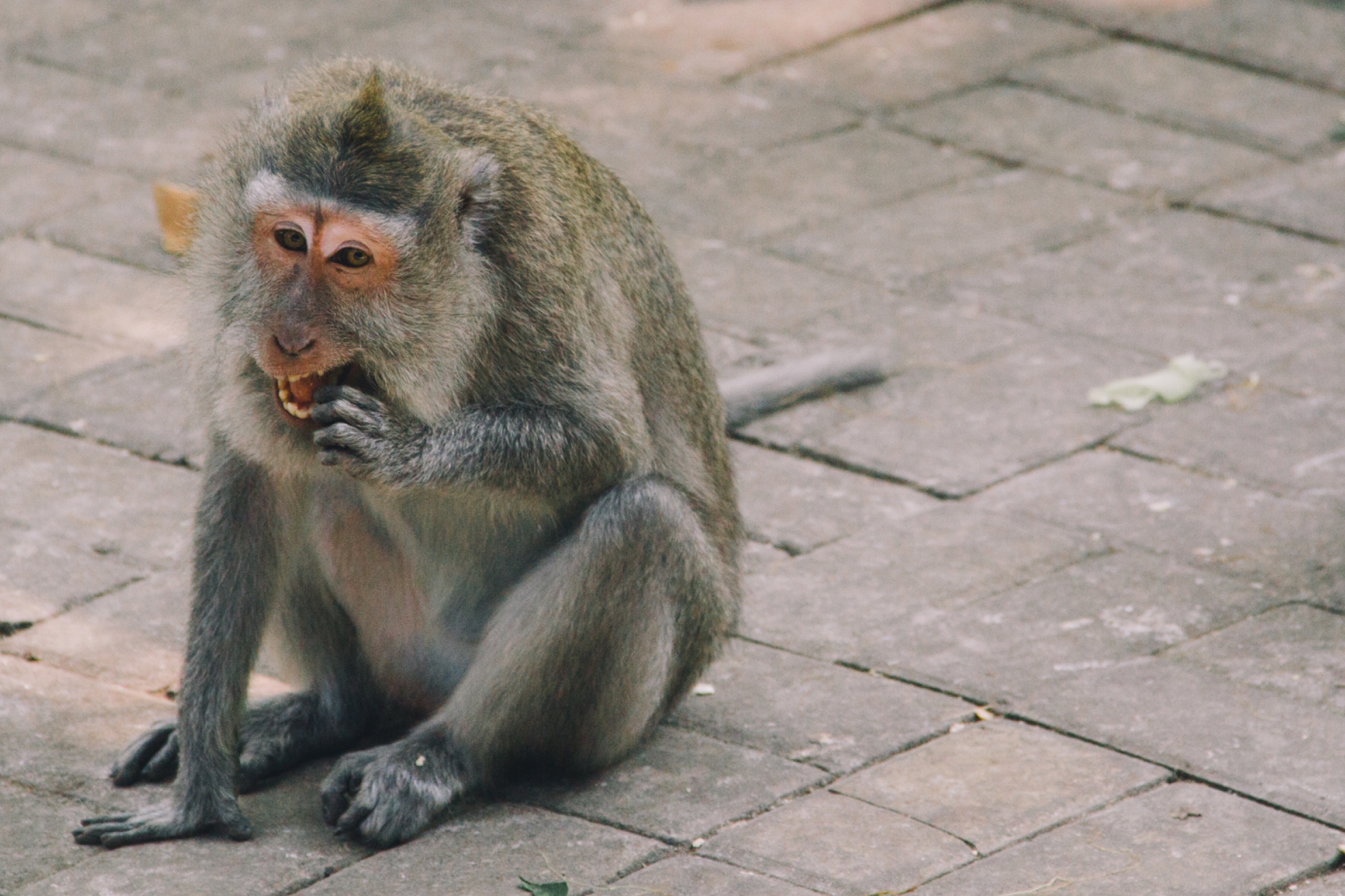 1-4-bali-monkeyforest-02