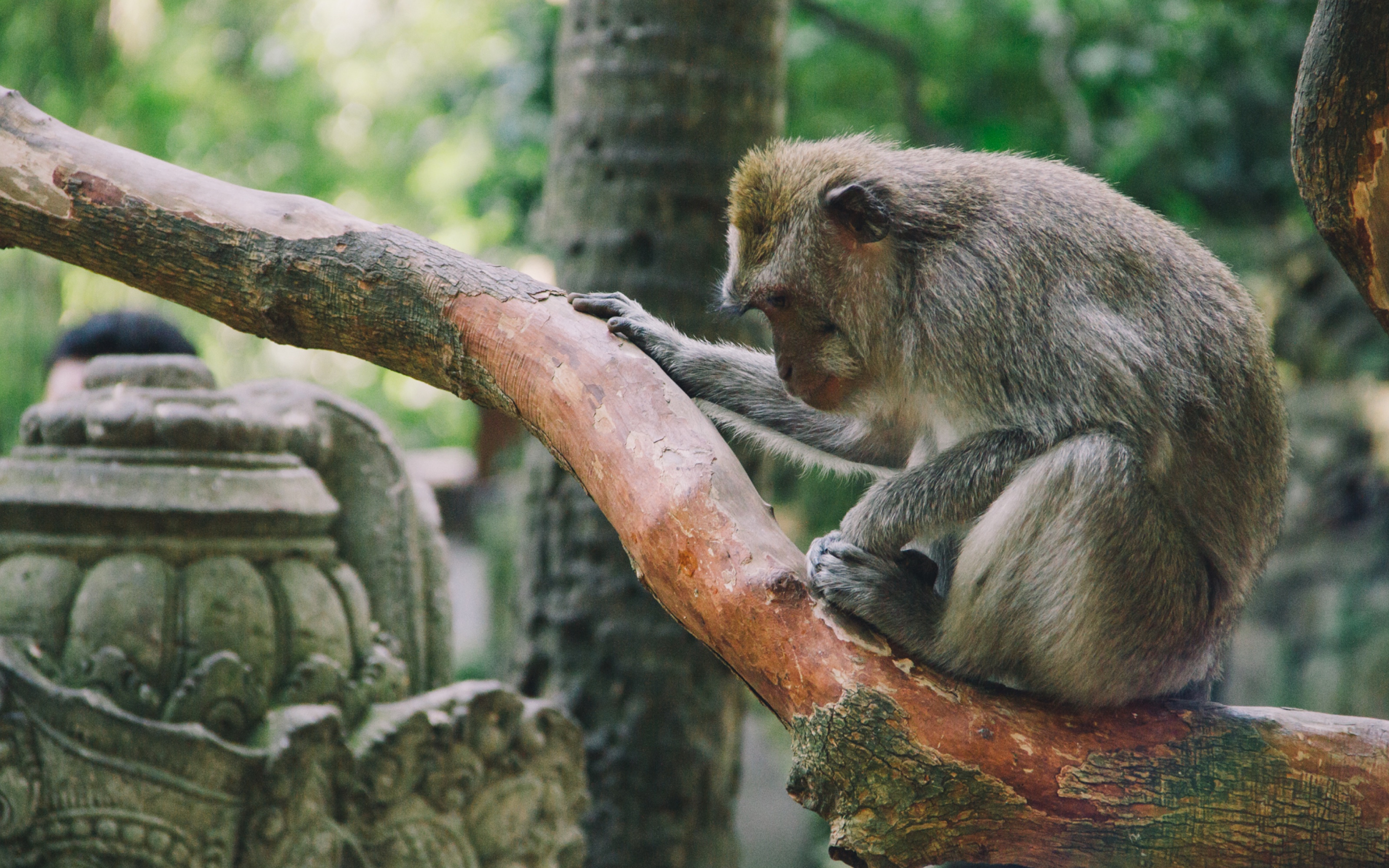 1-4-bali-monkeyforest-04