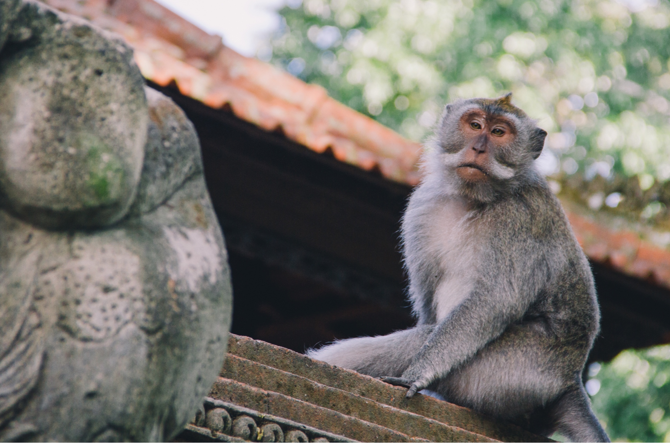 1-4-bali-monkeyforest-05