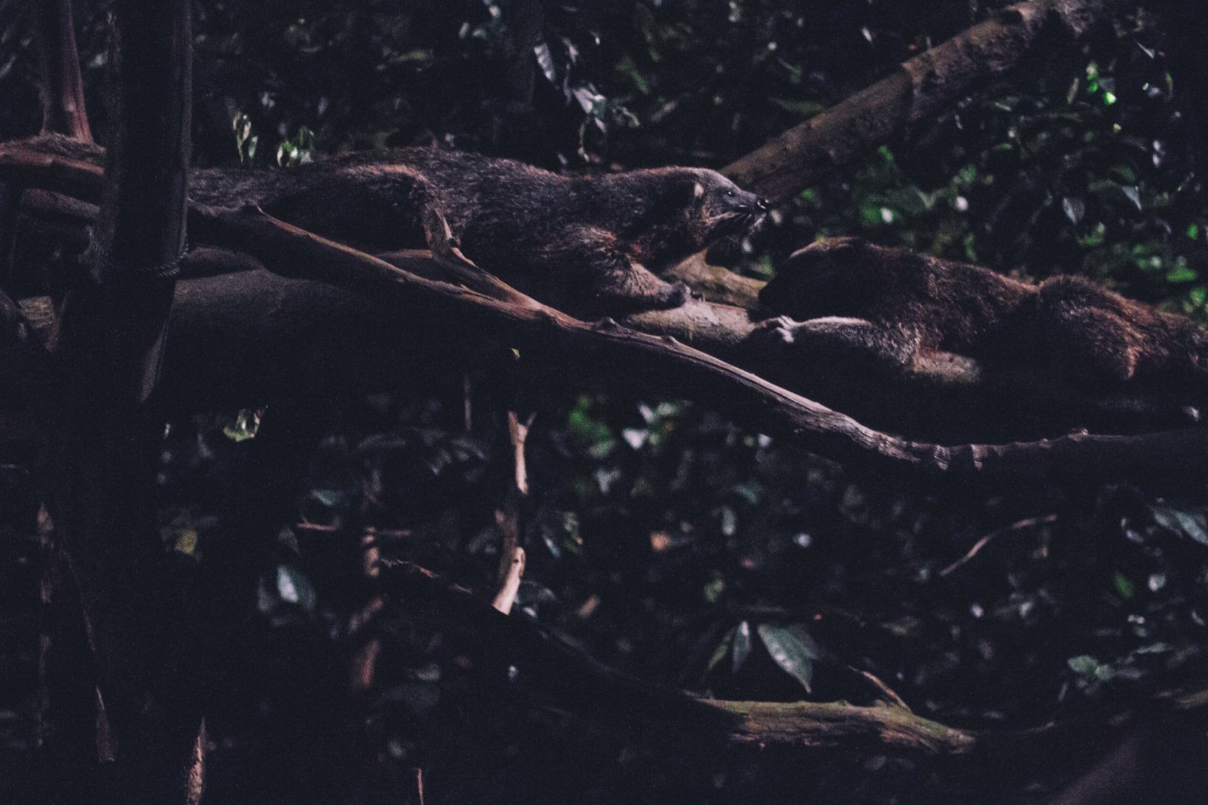 2-2-singapore-zoo-01