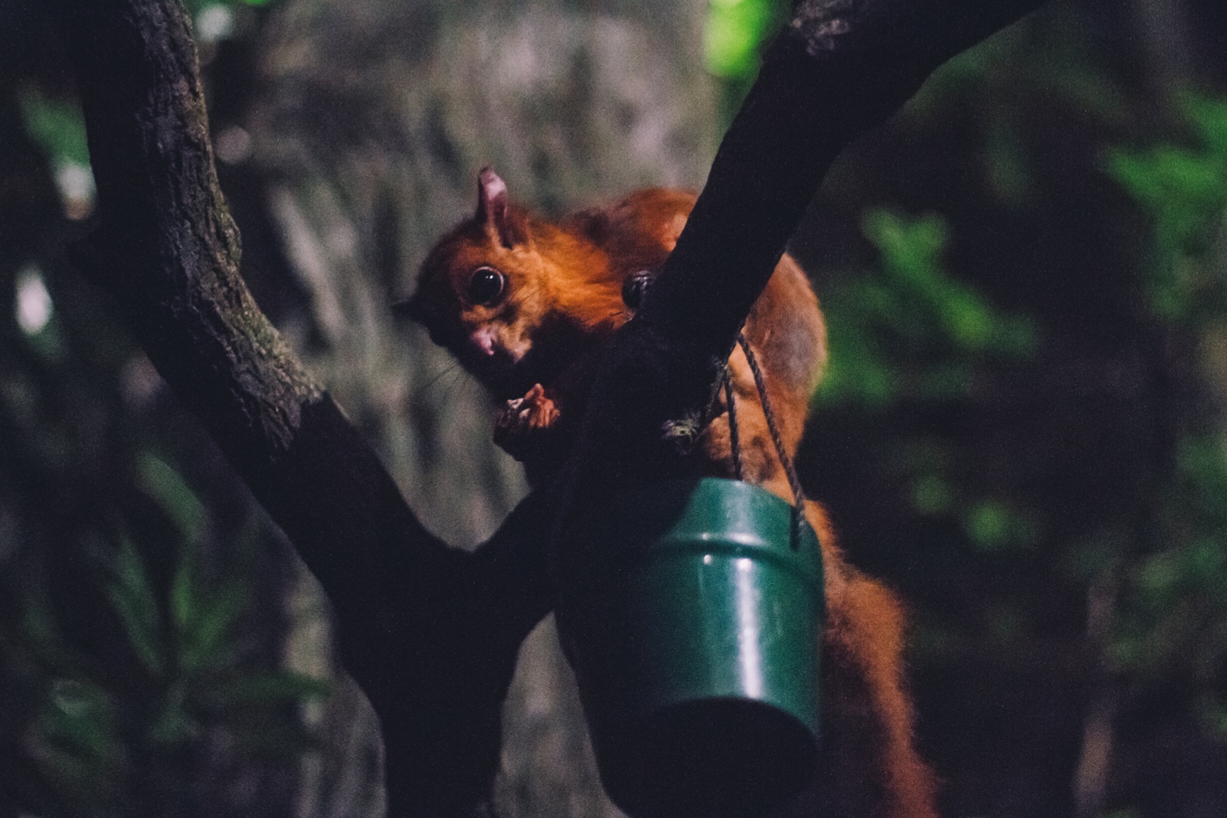 2-2-singapore-zoo-02