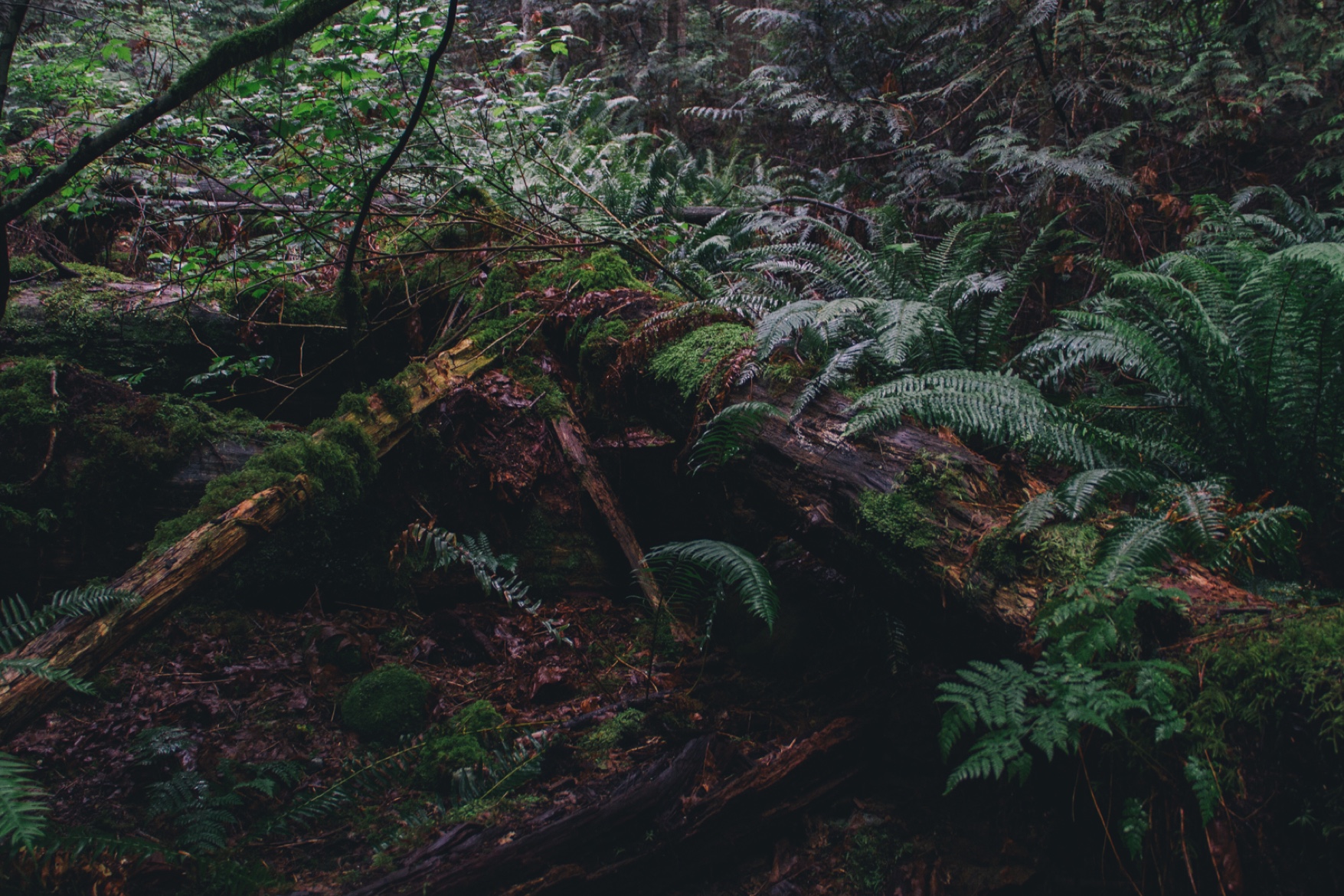 3-2-kanada-deep-cove-05